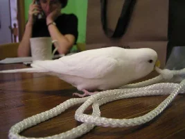 getting a new cage for my budgie