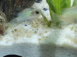 Baby Electric Acara. Isbut injured, sick or deformed.