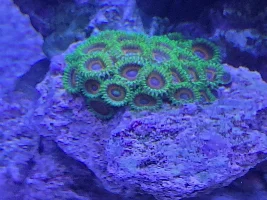 My first saltwater tank - Aqueon Frameless Cube Aquarium, 3 Gallon
