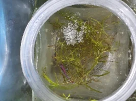 Betta fry bubble nest