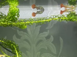 Pregnant guppy