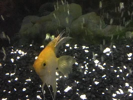 PLS HELP ME FIX MY DEATH TANK :(