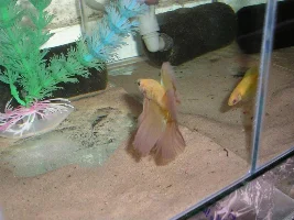 pictures of my bettas