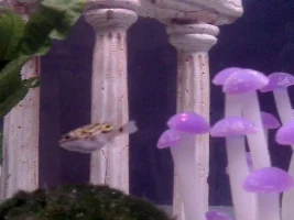 My Puffer!
