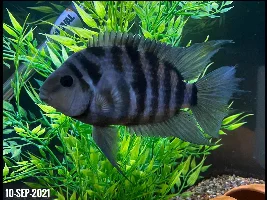Beautiful convict cichlids. Marble, blacks and pink.
