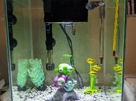 Betta Fin Rot and Nitrogen Cycle