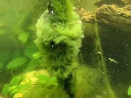 10 Tank's fish and tanks