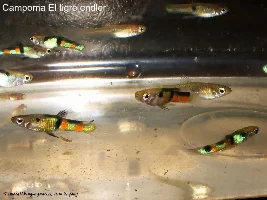 What is the rarest guppy/endler variety you have kept?