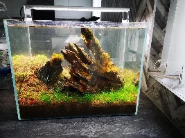 A new Nano tank