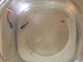 What to do with bloated male guppy
