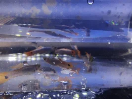 Guppy variety identification