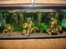 125 gallon South American community progress