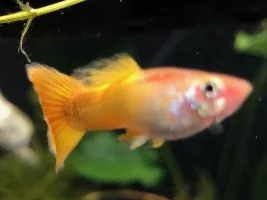 Need help with one sick fish. Pics attached