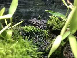 55g Himalayan Foothills Paludarium