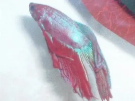 couple of bettas