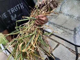 Small garlic hrvest