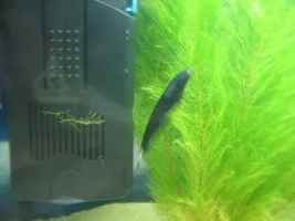 some new fish