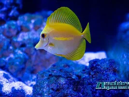 Saltwater pics
