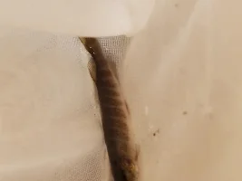 Identify wild fish