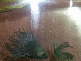 My pure copper crowntail from Wasan.:)