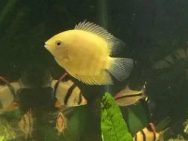 Severum Additions