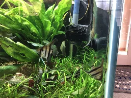 Badger's 150g Rio Negro/Orinoco Flooded Rain Forest