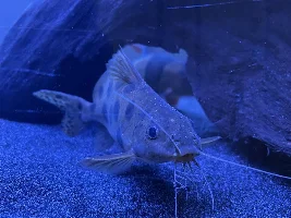 Hi everybody - I also need help to identify a fish I have inherited.