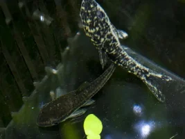 Unknown Illness On New Otocinclus' - Fungus?