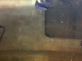 Please help me ID this betta
