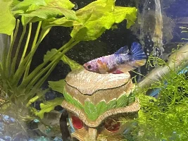 Meet  Patches...I rescued a Betta from those little Petco cups