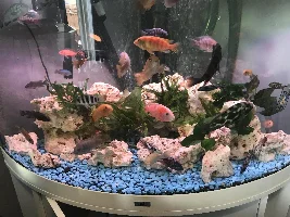 Turning my 50g from artificial to real plants!