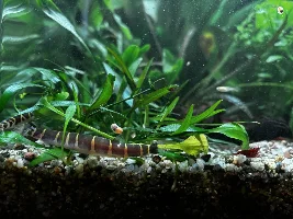My 60L Cube