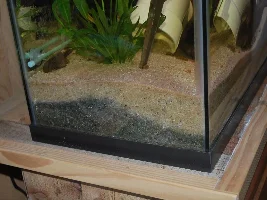 Here goes - Tank Two - Low Tech/Walstad style