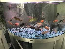 Changing my ugly blue gravel to black sand!