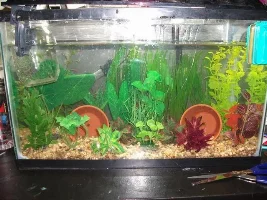 10 Gallons + Female Bettas?