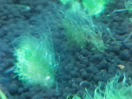 Utricularia graminifolia