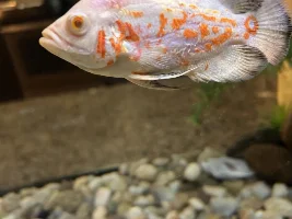 Oscar has abrasion - send help!