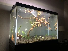 65 gallon angelfish tank diary