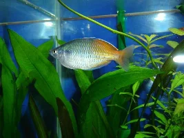Photos of renovated planted tank
