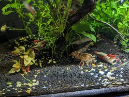 Shrimp Tank Still Kicking