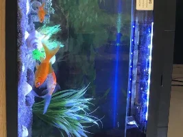 Friends Tank