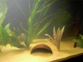 First tank, what you think?