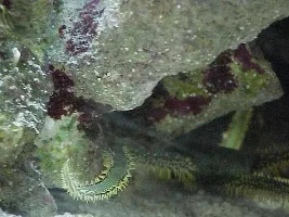 Firefish Goby (Dartfish) and Feather Duster