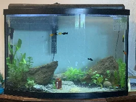 Help with plants not growing?