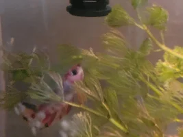 New galaxy kio betta
