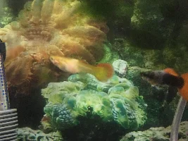 PLS HELP ME FIX MY DEATH TANK :(