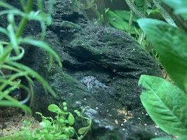 The dreaded spot on Guppies...