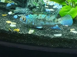 Has any one kept an electric blue jack dempsey with a rainbow shark fish?