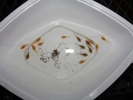Ancistrus dolichopterus