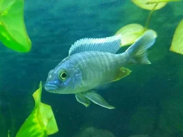 Id Help - Malawi Haps/peacocks